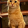 cat, orange_cat, ginger_cat, feline, pet, sitting, portrait, front_view, upright, whiskers, ears, eyes, paws, fur, striped_fur, wooden_bench, indoor, warm_lighting, curious, serious_expression