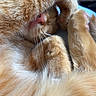 Simba participe au concours pour gagner de l'argent avec cette photo : cat, orange_cat, ginger_cat, fluffy, fur, paw, paws, whiskers, pink_nose, grooming, sleepy, relaxed, funny_pose, close_up, pet, animal, indoors, blurred_background, orange_and_white, cute