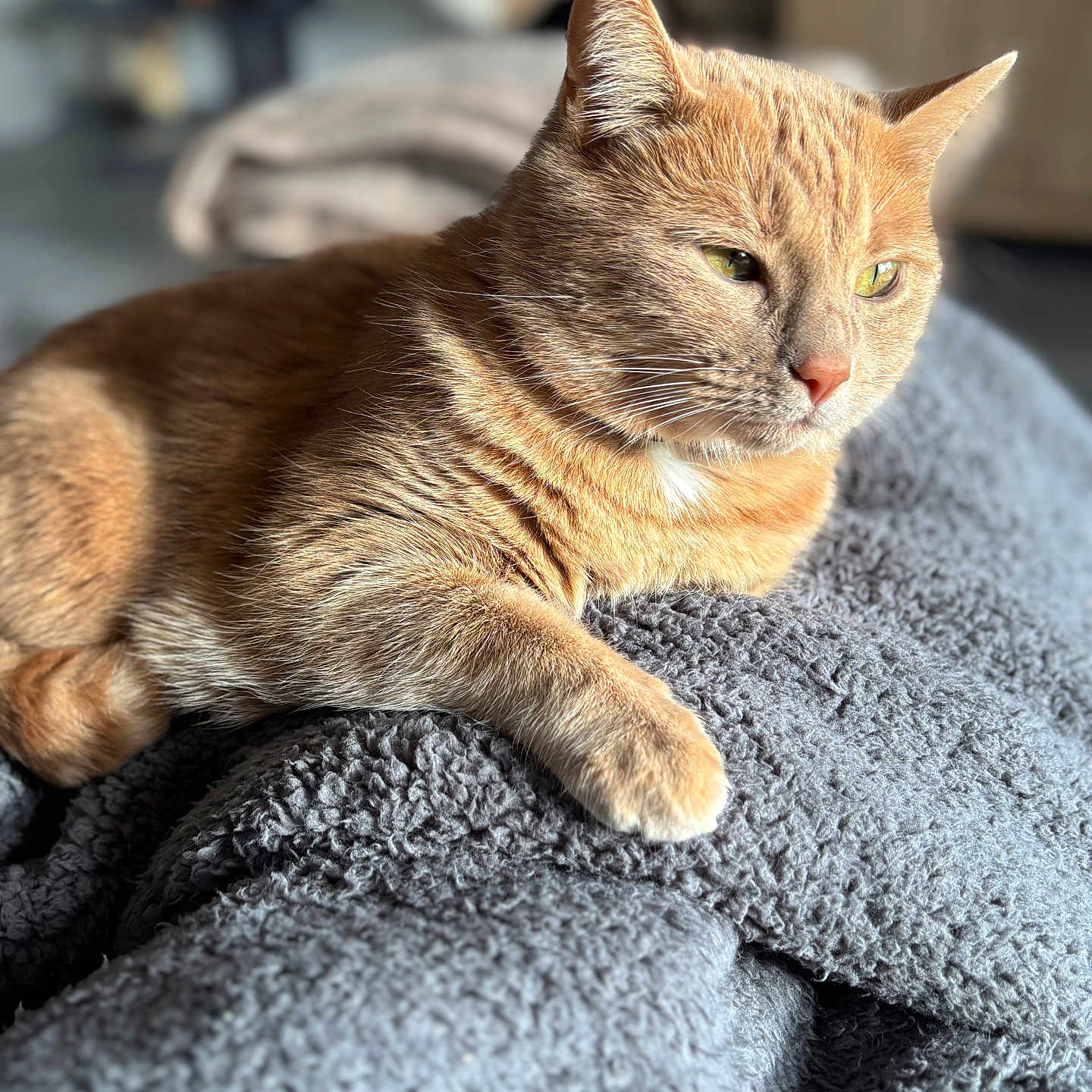 Tigroue a rejoint le concours — aidez-le/la à gagner de superbes lots ! animal, blanket, cat, closeup, comfortable, cozy, cute, feline, fur, gray, home, indoor, orange_tabby, pet, portrait, relaxed, resting, sleepy, soft_light, whiskers