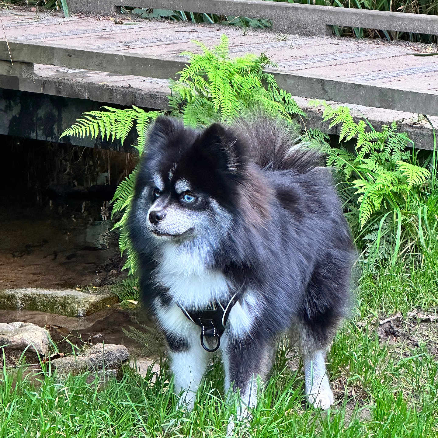 Yuki a rejoint le concours — aidez-le/la à gagner de superbes lots ! animal, architecture, building, canine, dog, fern, grass, green, herbal, herbs, leaf, nature, outdoors, pet, plant, shelter, tree, vegetation, wood, yard