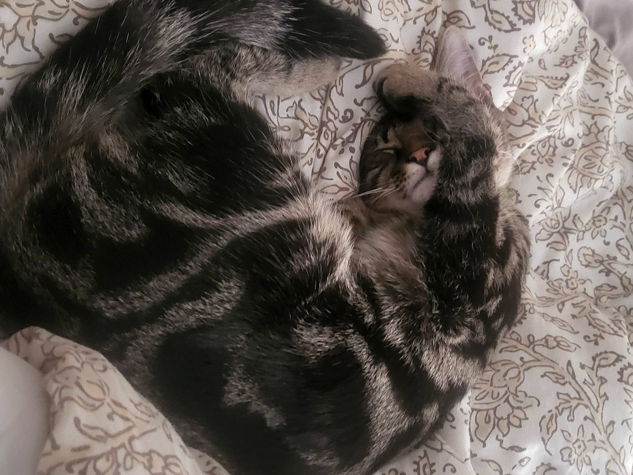 Guy joined the competition — help win amazing prizes! black_cat, canidae, carnivore, cat, claw, comfort, companion_dog, dog_breed, domestic_short_haired_cat, felidae, fur, grey, liver, paw, small_to_medium_sized_cats, snout, sporting_group, tail, terrestrial_animal, whiskers