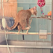 Ginger joined the competition — help win amazing prizes! animal, birdcage, blue_chair, cage_bars, cat, closeup, cord, curious, domestic_animal, furniture, hanging_toy, household, indoor, perch, pet, pet_accessory, plastic_container, room, toy, wooden
