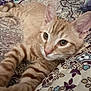 Ginger is registered to the contest to win money with this photo: animal, cat, closeup, cozy, cute, ears, eyes, fabric, fur, indoor, kitten, orange_tabby, pattern, pet, quilt, resting, sleepy, soft_focus, stretching, whiskers