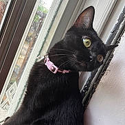 Rose joined the competition — help win amazing prizes! cat, black_cat, pet, animal, feline, indoor, window, curious, collar, pink_collar, green_eyes, looking_out, close_up, fur, whiskers, portrait, side_view, domestic_animal, house, curiosity