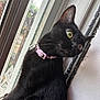 cat, black_cat, pet, animal, feline, indoor, window, curious, collar, pink_collar, green_eyes, looking_out, close_up, fur, whiskers, portrait, side_view, domestic_animal, house, curiosity
