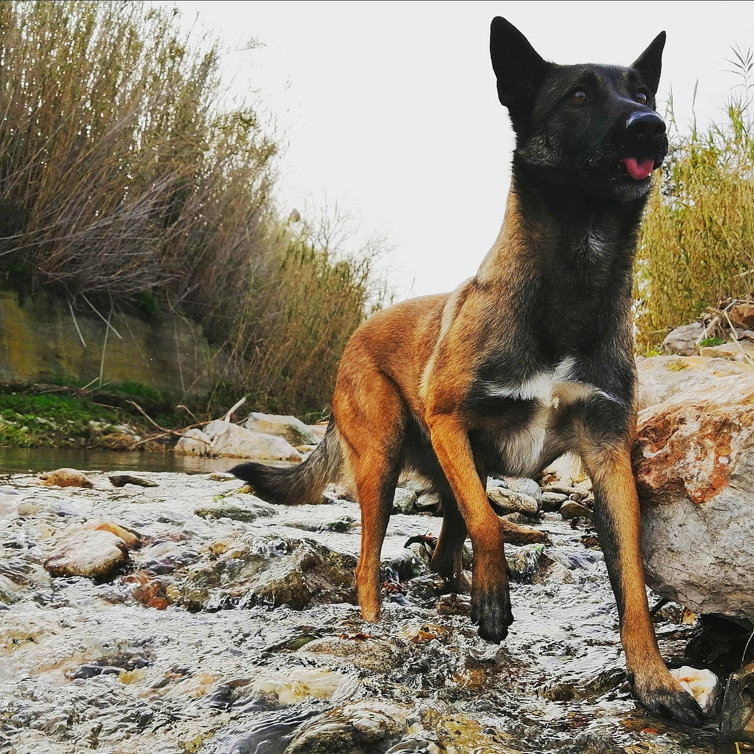 Déesse participe au concours pour gagner de l'argent avec cette photo : belgian_shepherd, belgian_shepherd_malinois, canidae, carnivore, dog, dog_breed, fawn, formosan_mountain_dog, hunting_dog, kai_ken, mammal, vertebrate, wildlife