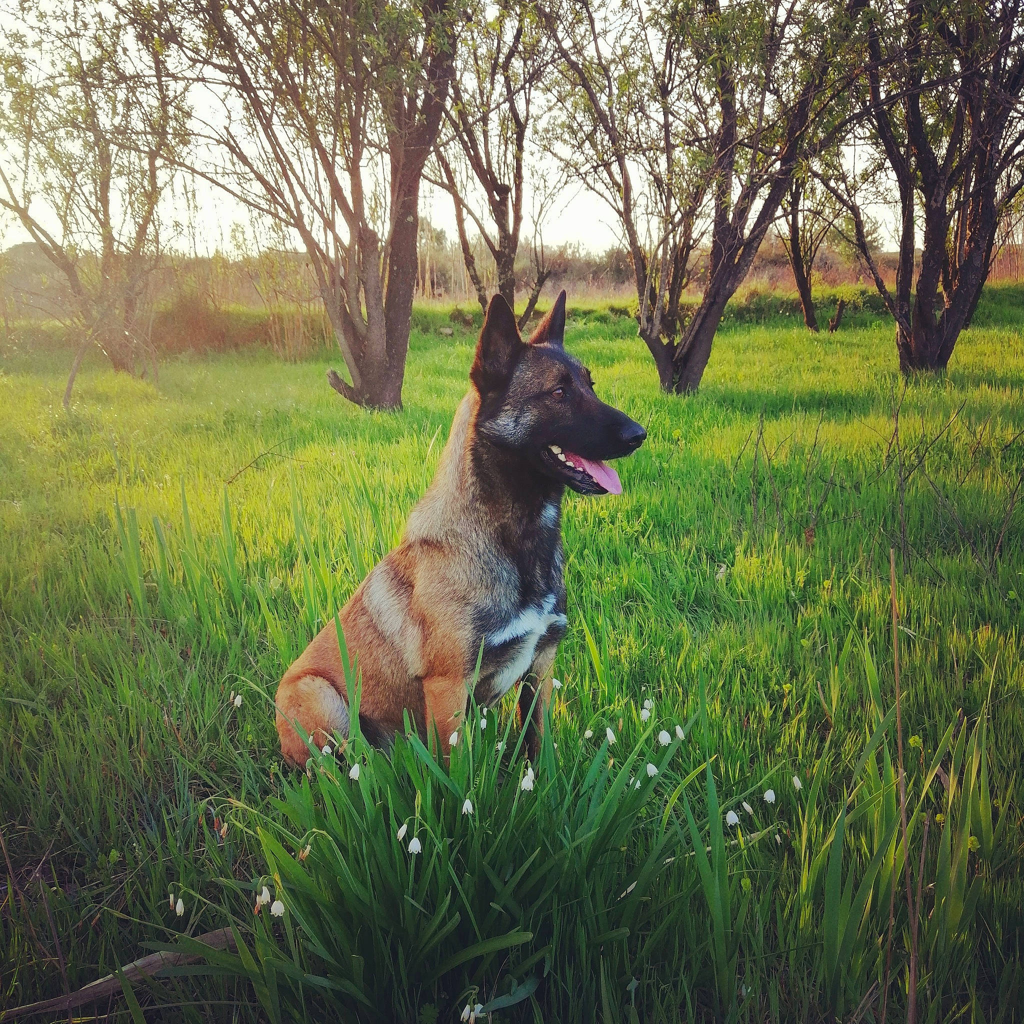 Déesse participe au concours pour gagner de l'argent avec cette photo : belgian_shepherd, belgian_shepherd_malinois, canidae, carnivore, dog, dog_breed, east_european_shepherd, german_shepherd_dog, grass, grass_family, king_shepherd, kunming_wolfdog, mammal, meadow, old_german_shepherd_dog, plant, shiloh_shepherd_dog, vertebrate, working_dog