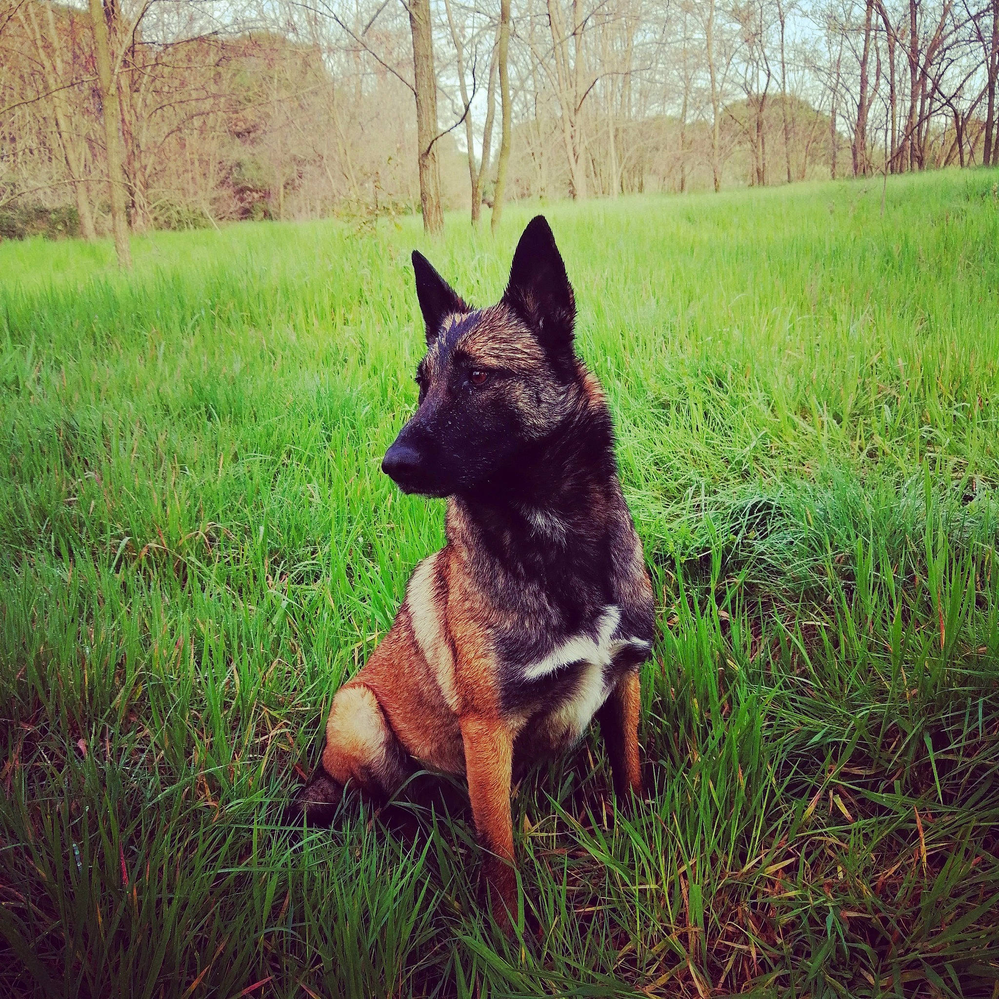 Déesse participe au concours pour gagner de l'argent avec cette photo : australian_cattle_dog, belgian_shepherd_malinois, canidae, carnivore, dog, dog_breed, dutch_shepherd_dog, grass, kai_ken, kunming_wolfdog, mammal, plant, vertebrate