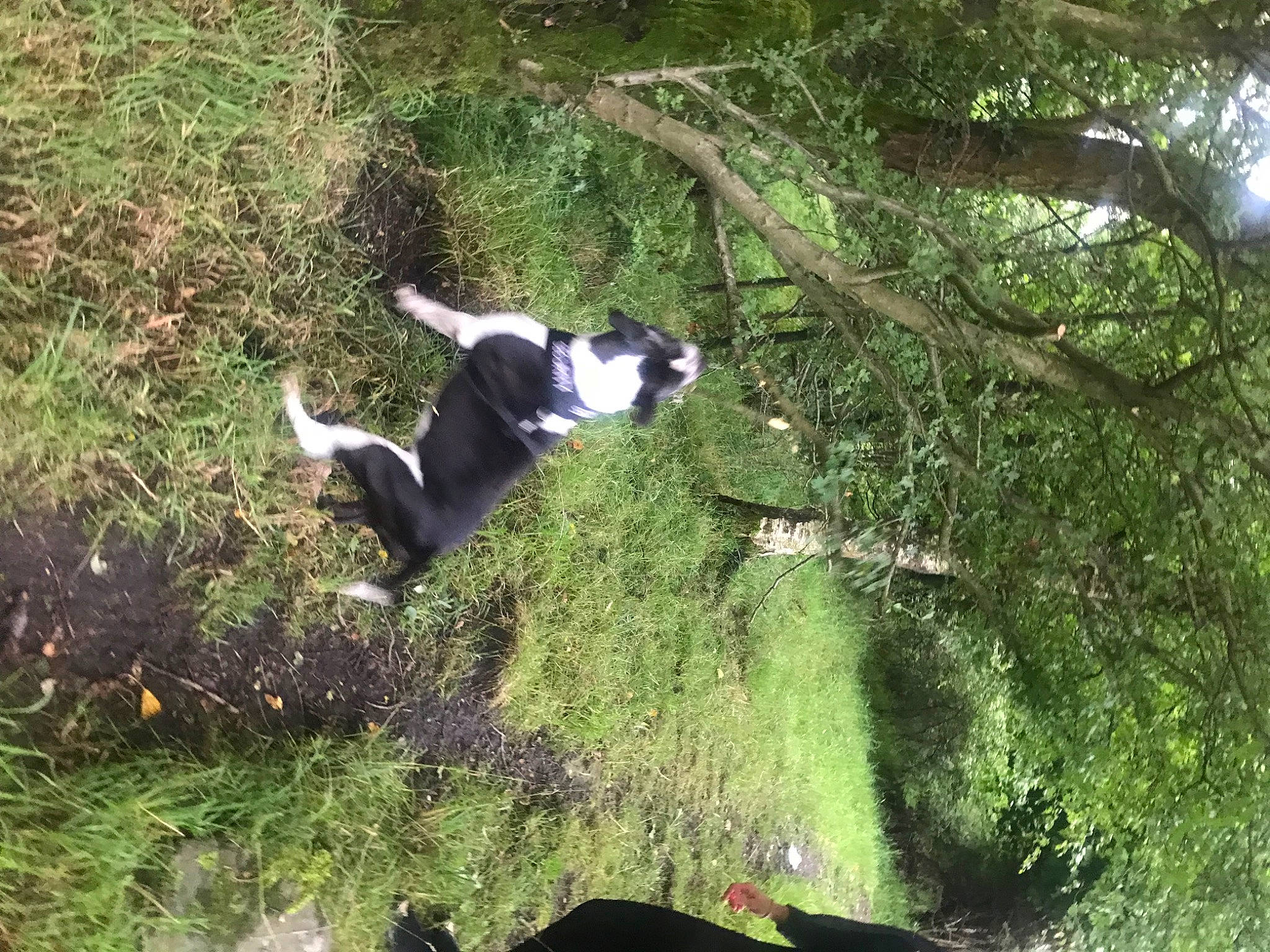 Rafi is registered to the contest to win money with this photo: canidae, carnivore, companion_dog, dog, dog_breed, forest, grass, groundcover, jungle, landscape, natural_landscape, plant, shrub, sporting_group, tail, temperate_broadleaf_and_mixed_forest, terrestrial_animal, terrestrial_plant, tree, trunk