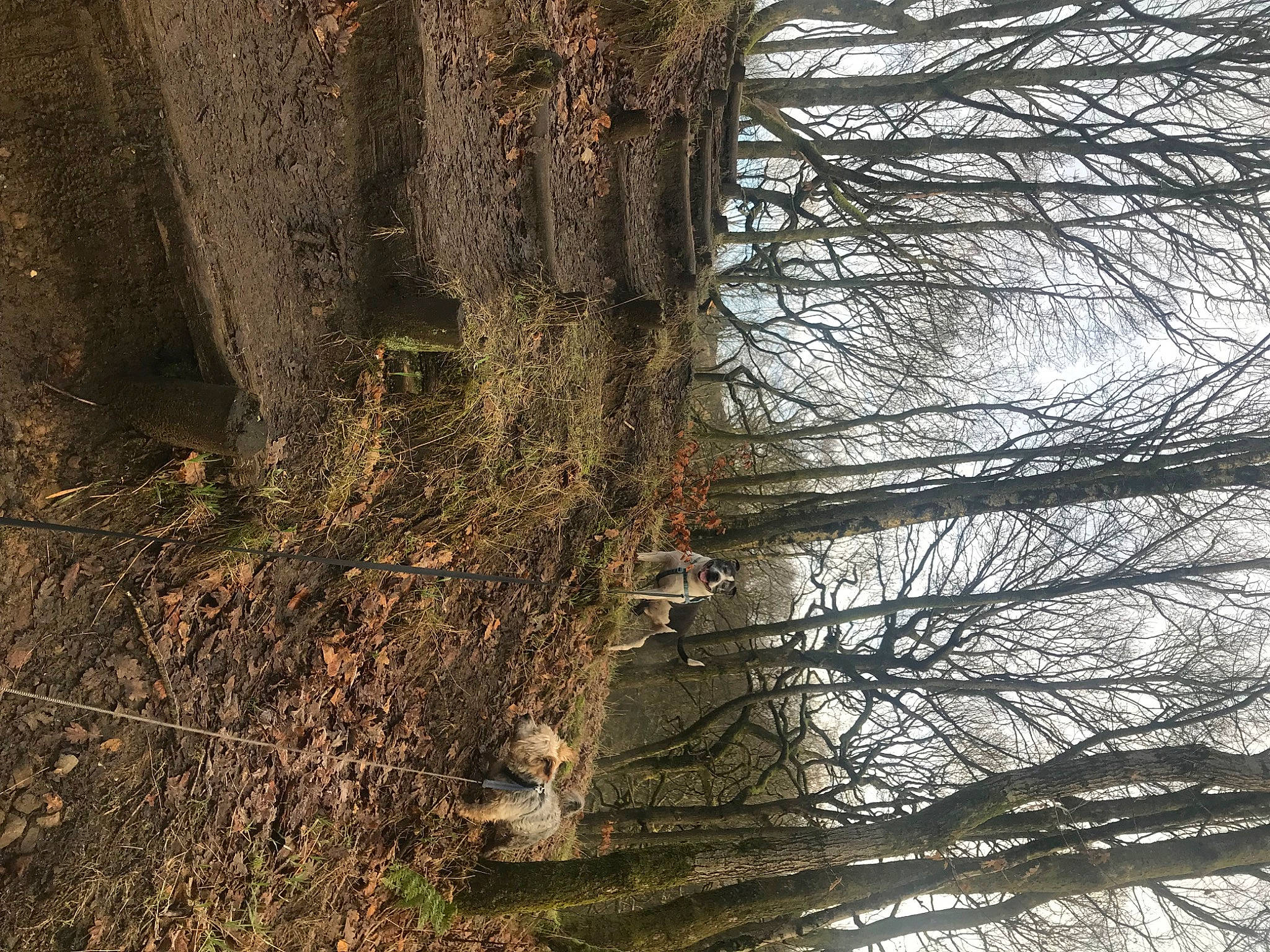 Rafi joined the competition — help win amazing prizes! brown, deciduous, forest, grass, landscape, natural_landscape, northern_hardwood_forest, old_growth_forest, plant, reflection, shadow, sky, temperate_broadleaf_and_mixed_forest, tints_and_shades, tree, trunk, twig, winter, wood, woodland