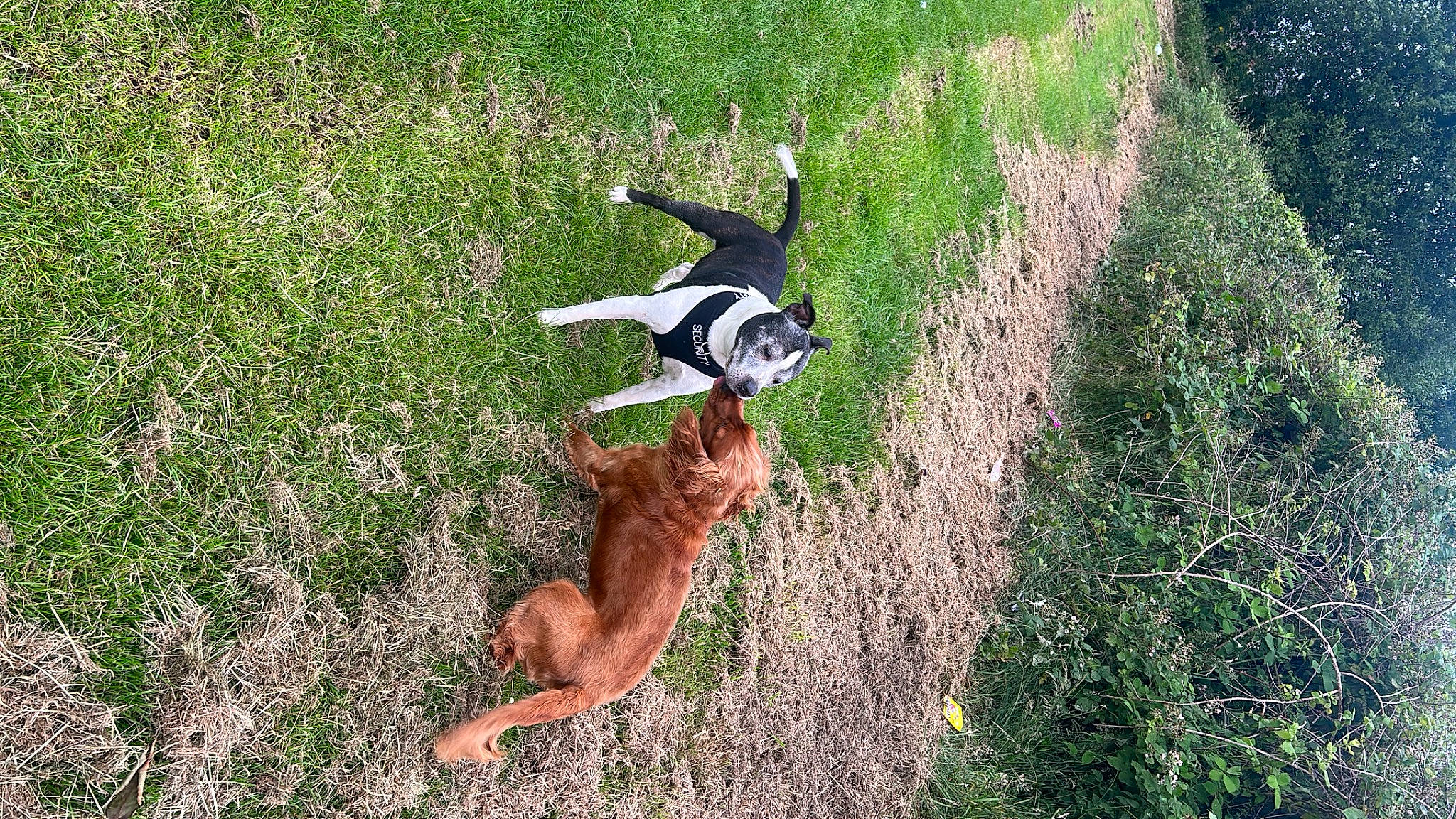 Rafi joined the competition — help win amazing prizes! canidae, carnivore, companion_dog, dog, dog_breed, field, grass, grass_family, grassland, groundcover, pasture, people_in_nature, plant, shrub, shrubland, soil, sporting_group, tail, terrestrial_animal, tree