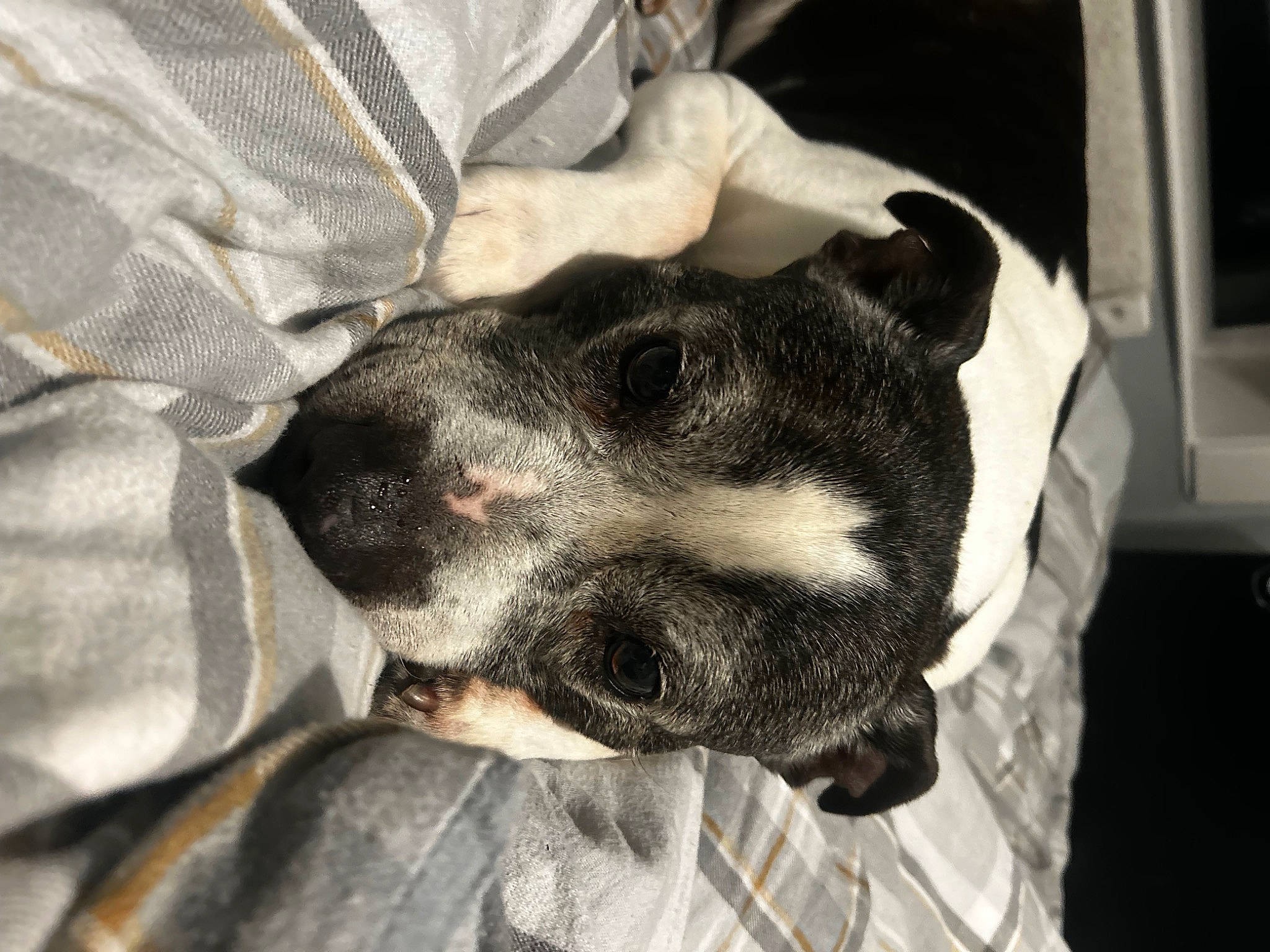 Rafi is registered to the contest to win money with this photo: canidae, carnivore, claw, collar, comfort, companion_dog, dog, dog_breed, ear, fur, gesture, guard_dog, non_sporting_group, paw, sporting_group, whiskers, working_animal, working_dog