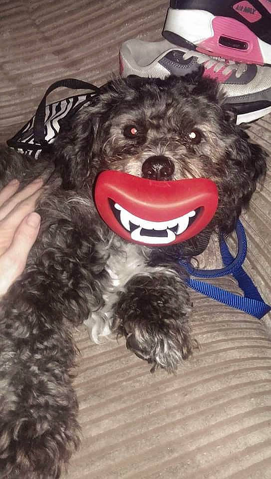 Broxi is registered to the contest to win money with this photo: affenpinscher, bolonka, canidae, carnivore, dog, dog_breed, fur, labradoodle, miniature_schnauzer, poodle, puppy, rare_breed_dog, schnoodle, smile, sporting_group, tooth