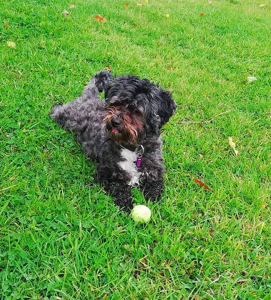 Broxi is registered to the contest to win money with this photo: barbet, bolonka, canidae, carnivore, cockapoo, dog, dog_breed, grass, lagotto_romagnolo, lawn, mammal, plant, poodle_crossbreed, portuguese_water_dog, puppy, schnoodle, spanish_water_dog, sporting_group, terrier, toy_poodle