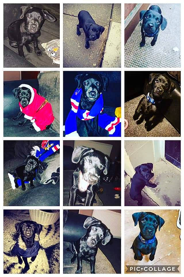 Bingo is registered to the contest to win money with this photo: cane_corso, canidae, carnivore, collage, dog, dog_breed, great_dane, guard_dog, labrador_retriever, sporting_group