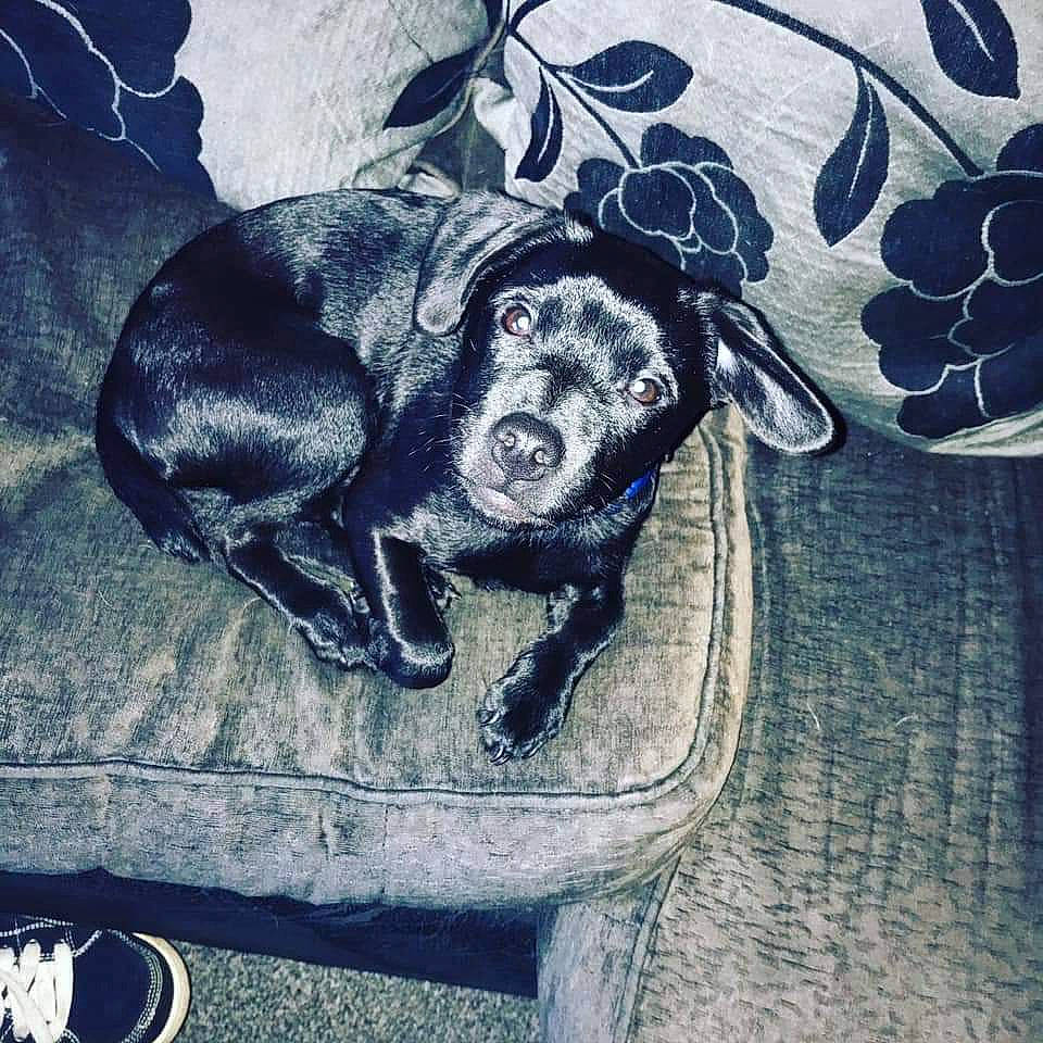 Bingo joined the competition — help win amazing prizes! canidae, carnivore, dachshund, dog, dog_breed, french_bulldog, great_dane, guard_dog, illustration, labrador_retriever, pointer, puppy, sporting_group, t_shirt, tail, visual_arts