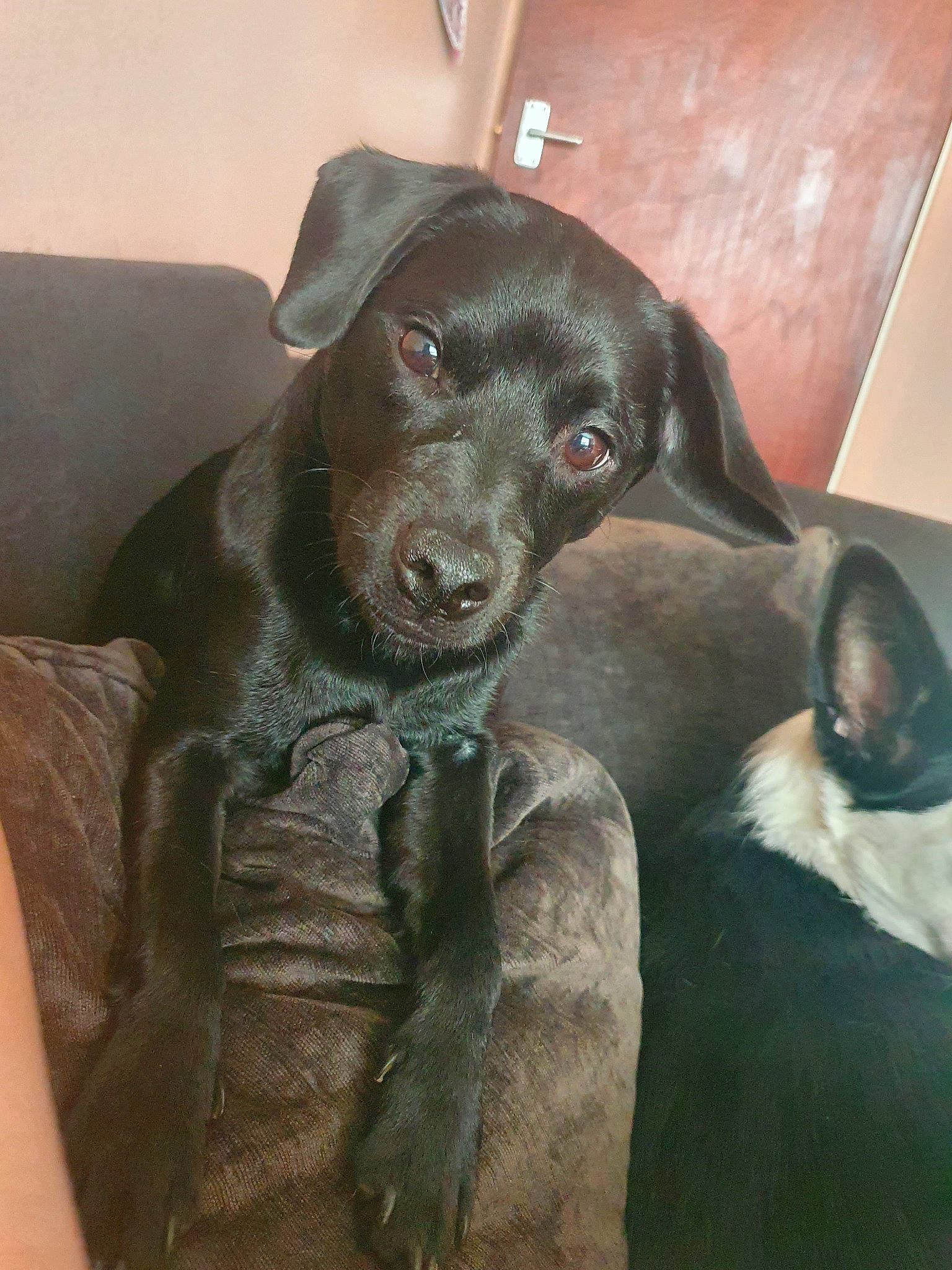 Bingo is registered to the contest to win money with this photo: beagador, canidae, carnivore, dog, dog_breed, formosan_mountain_dog, hunting_dog, labrador_retriever, mammal, patterdale_terrier, puppy, rare_breed_dog, snout, sporting_group