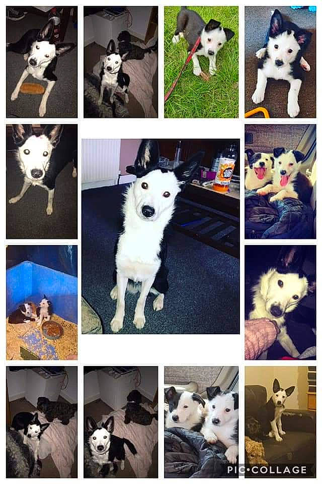 Shadow is registered to the contest to win money with this photo: ancient_dog_breeds, art, border_collie, boston_terrier, bull_and_terrier, canidae, carnivore, collage, dalmatian, dog, dog_breed, french_bulldog, great_dane, mammal, non_sporting_group, puppy, rat_terrier