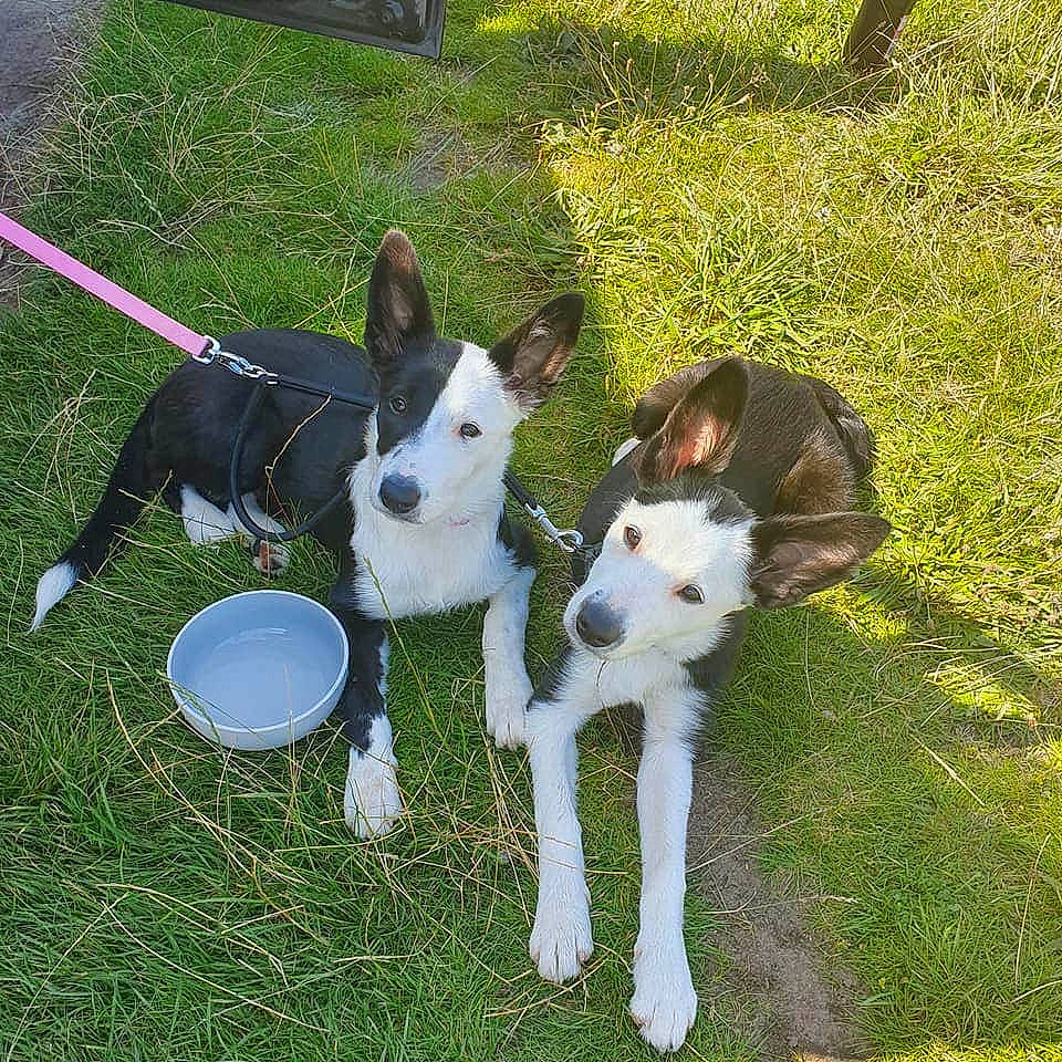 Shadow joined the competition — help win amazing prizes! basenji, canidae, carnivore, dog, dog_breed, ibizan_hound, mammal, mcnab, rat_terrier, smooth_collie, smooth_fox_terrier, sporting_group, tail, teddy_roosevelt_terrier, vertebrate