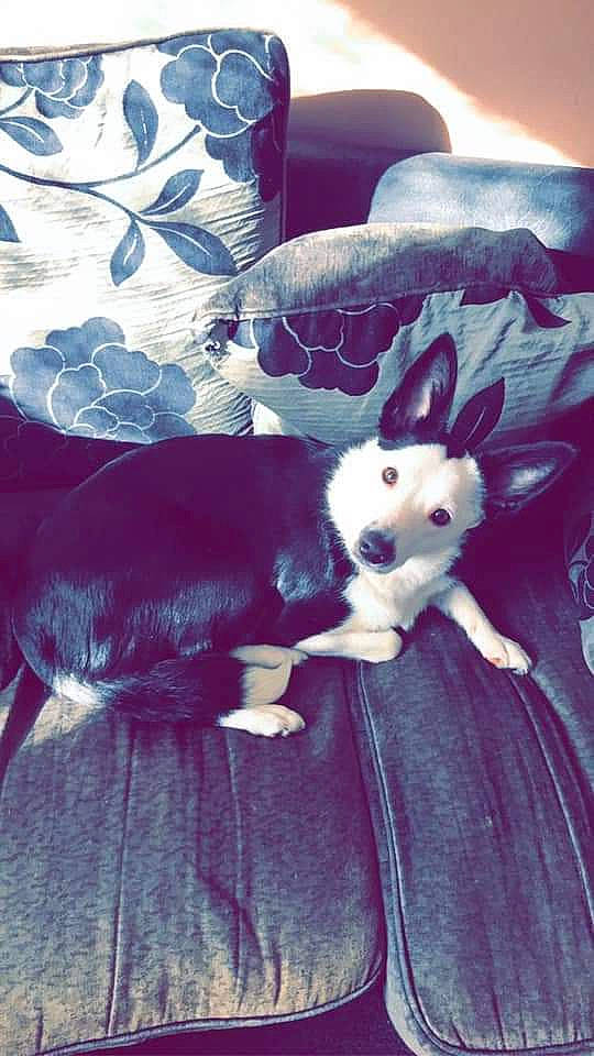 Shadow is registered to the contest to win money with this photo: canidae, carnivore, chihuahua, dog, dog_breed, mammal, non_sporting_group, puppy, siberian_husky, tail, toy_dog