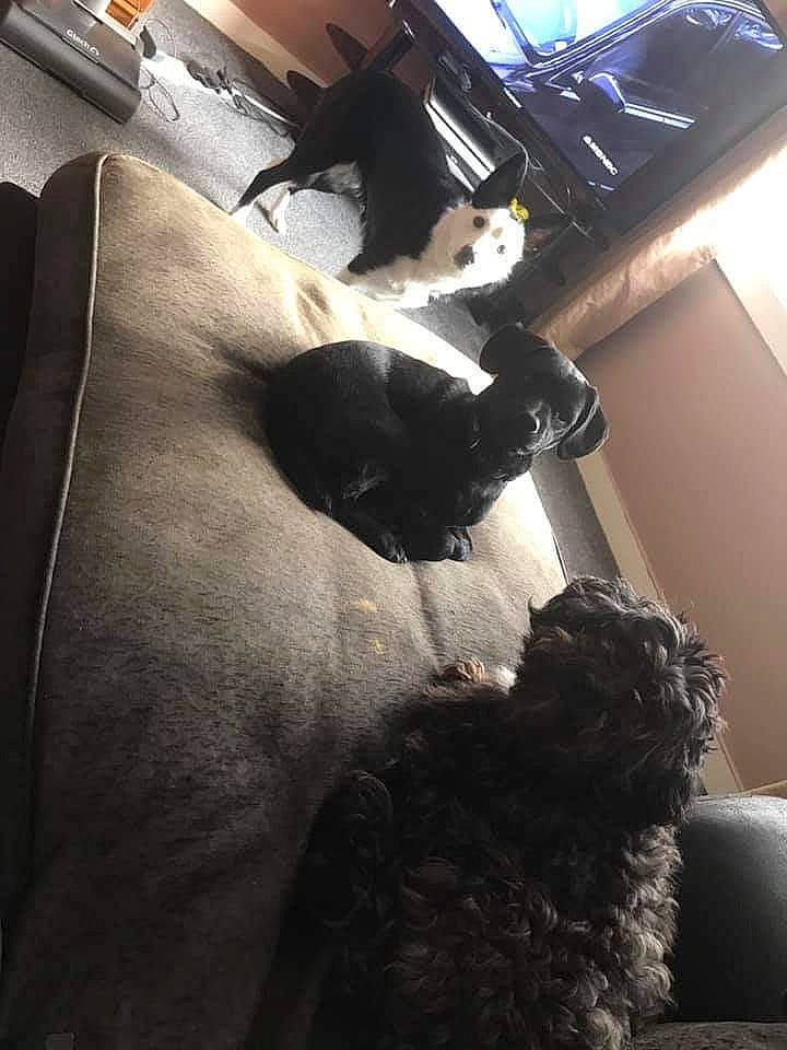 Shadow joined the competition — help win amazing prizes! canidae, carnivore, cat, felidae, fur, leg, small_to_medium_sized_cats