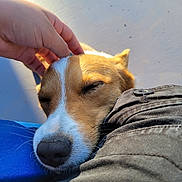 Brownie joined the competition — help win amazing prizes! dog, pet, animal, face, snout, nose, ear, fur, sleeping, resting, human_hand, touching, lap, clothing, sunlight, shadow, closeup, relaxation, companion, outdoor