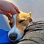 dog, pet, animal, face, snout, nose, ear, fur, sleeping, resting, human_hand, touching, lap, clothing, sunlight, shadow, closeup, relaxation, companion, outdoor