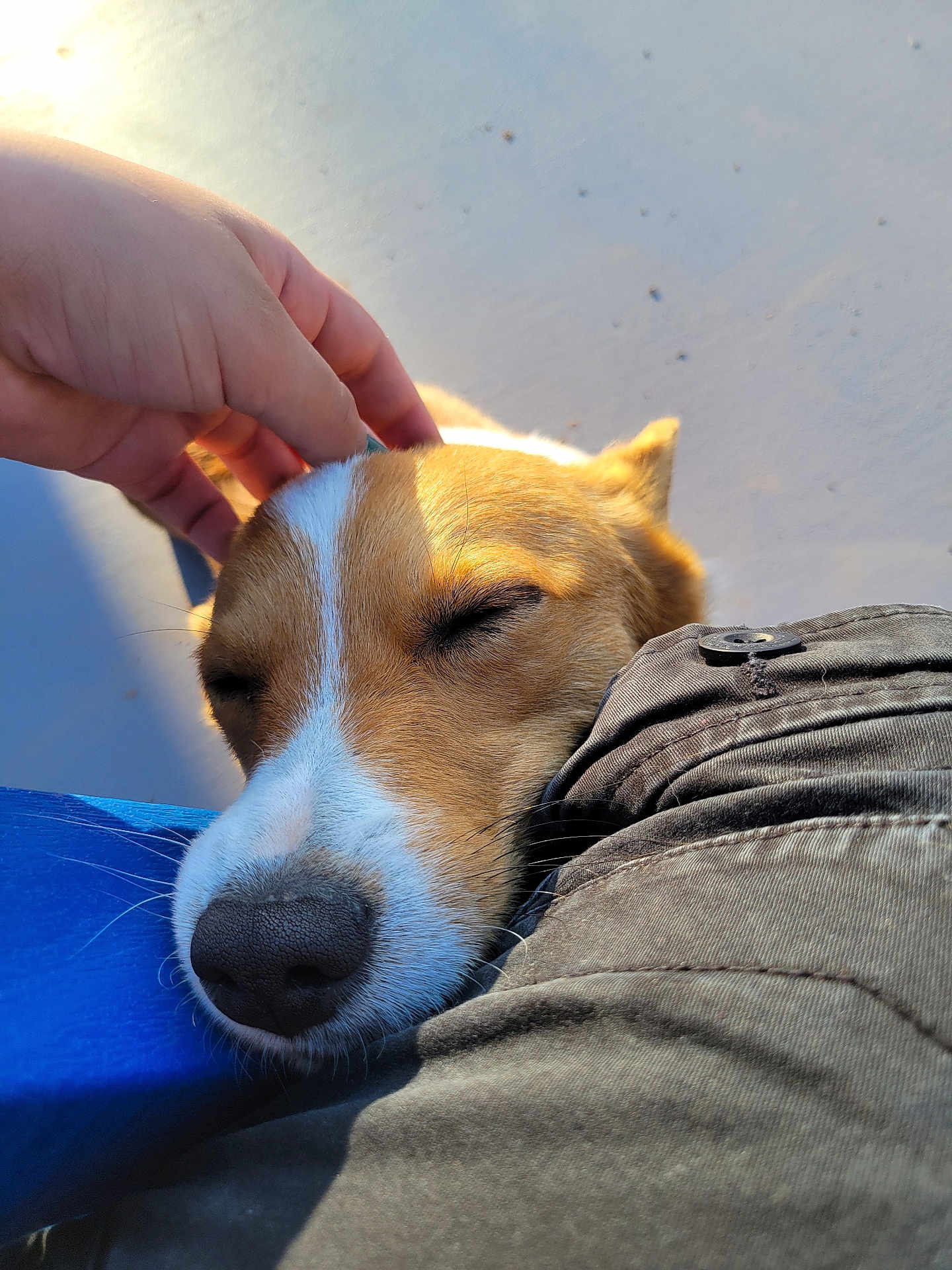 Brownie joined the competition — help win amazing prizes! dog, pet, animal, face, snout, nose, ear, fur, sleeping, resting, human_hand, touching, lap, clothing, sunlight, shadow, closeup, relaxation, companion, outdoor