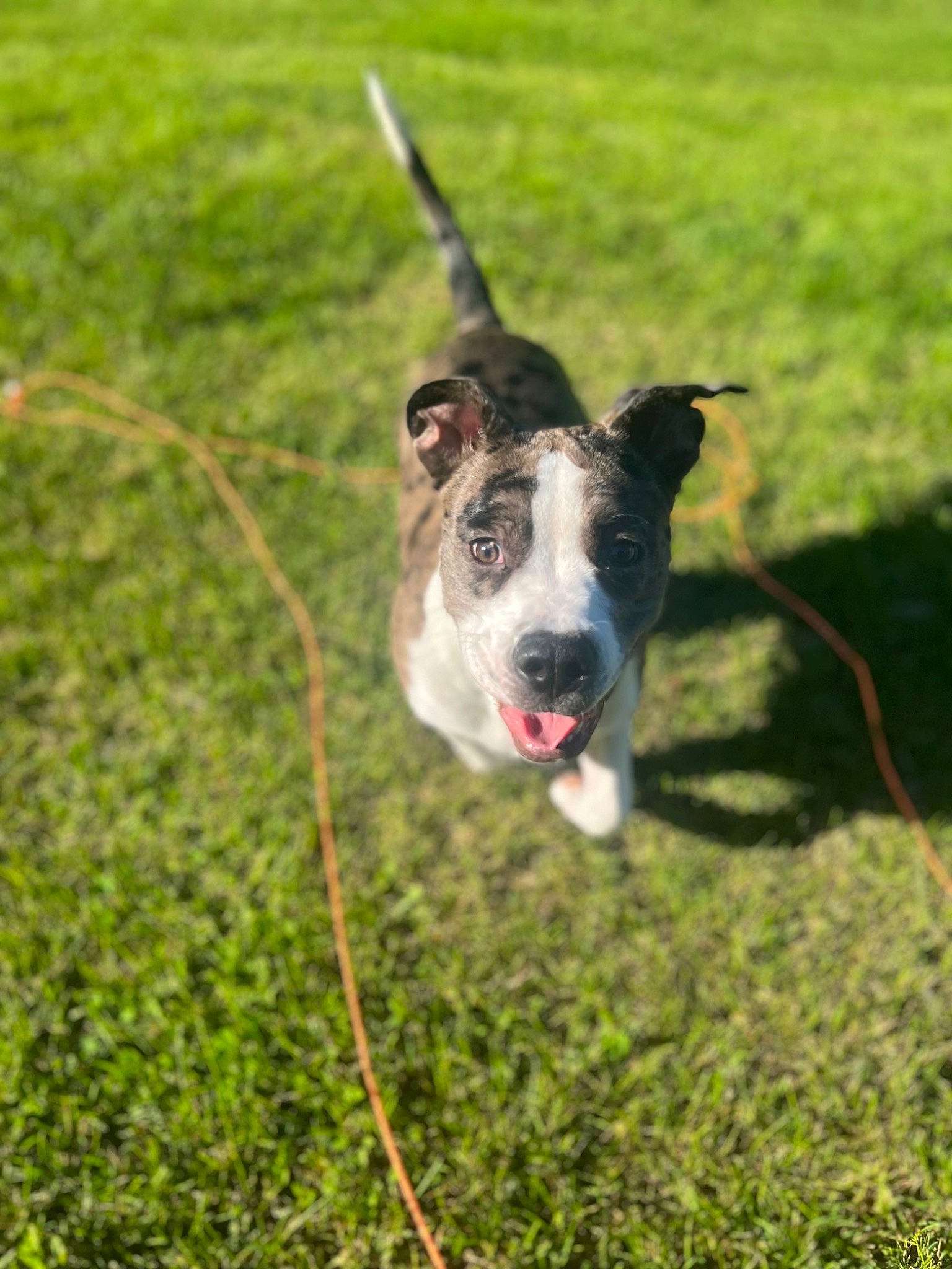 Annie joined the competition — help win amazing prizes! ball, canidae, carnivore, collar, companion_dog, dog, dog_breed, dog_collar, dog_sports, grass, grassland, herding_dog, leash, plant, snout, sporting_group, sports_equipment, tail, whiskers, working_animal