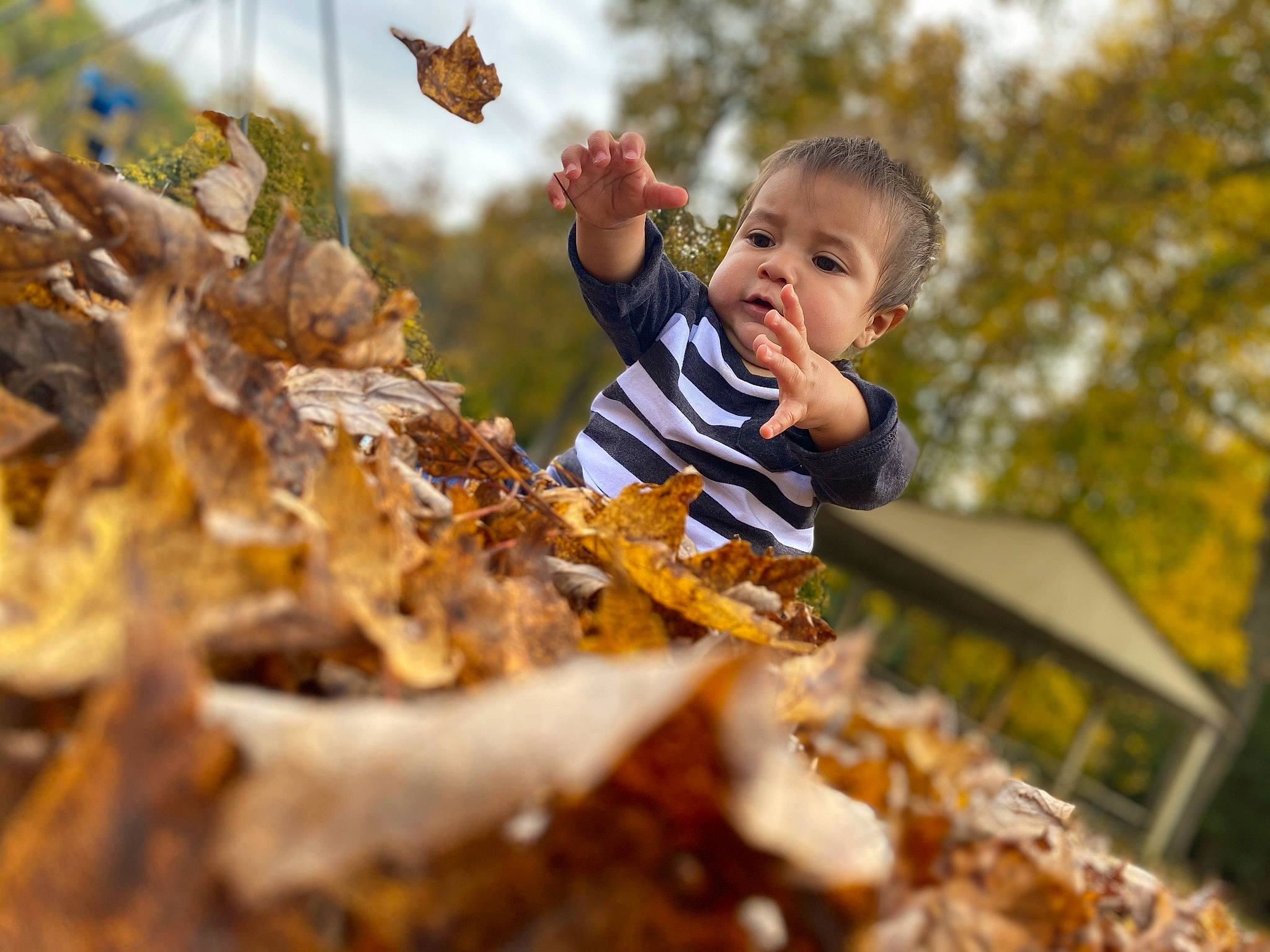 Leonardo is registered to the contest to win money with this photo: autumn, child, deciduous, fawn, fun, happy, leaf, leisure, person, photography, plant, play, smile, toddler, tree
