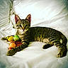 kitten, tabby, cat, pet, toy, plush_toy, fruit_toy, bed, white_bedspread, animal, cute, indoor, feline, young_cat, lying_down, playful, domestic_cat, striped, resting, small_animal