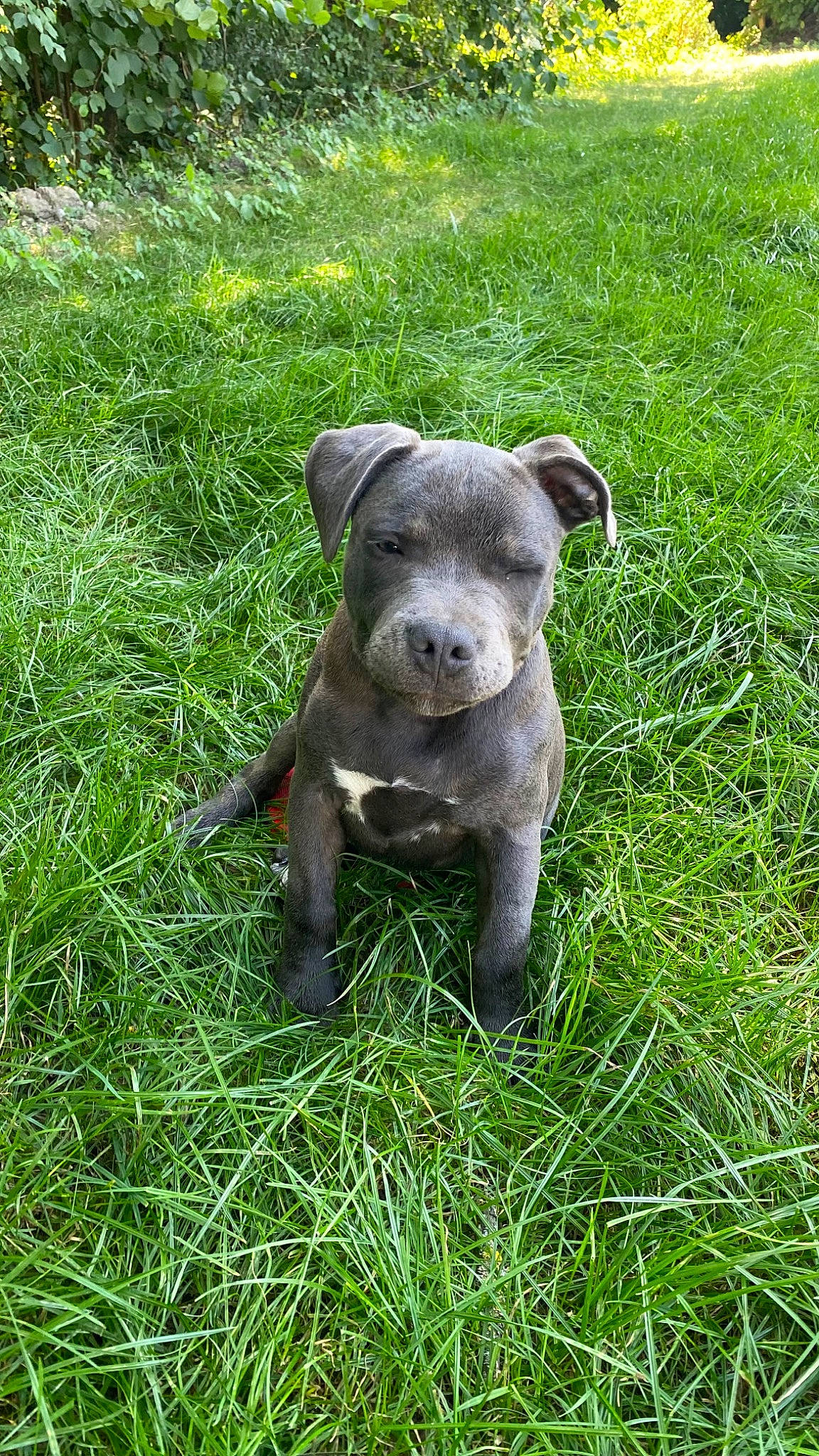 Twiky a rejoint le concours — aidez-le/la à gagner de superbes lots ! animal_figure, art, dog_breed, fawn, grass, grassland, groundcover, lawn_ornament, natural_landscape, plant, sculpture, snout, sporting_group, statue, suidae, tail, terrestrial_animal, terrestrial_plant, toy, working_animal