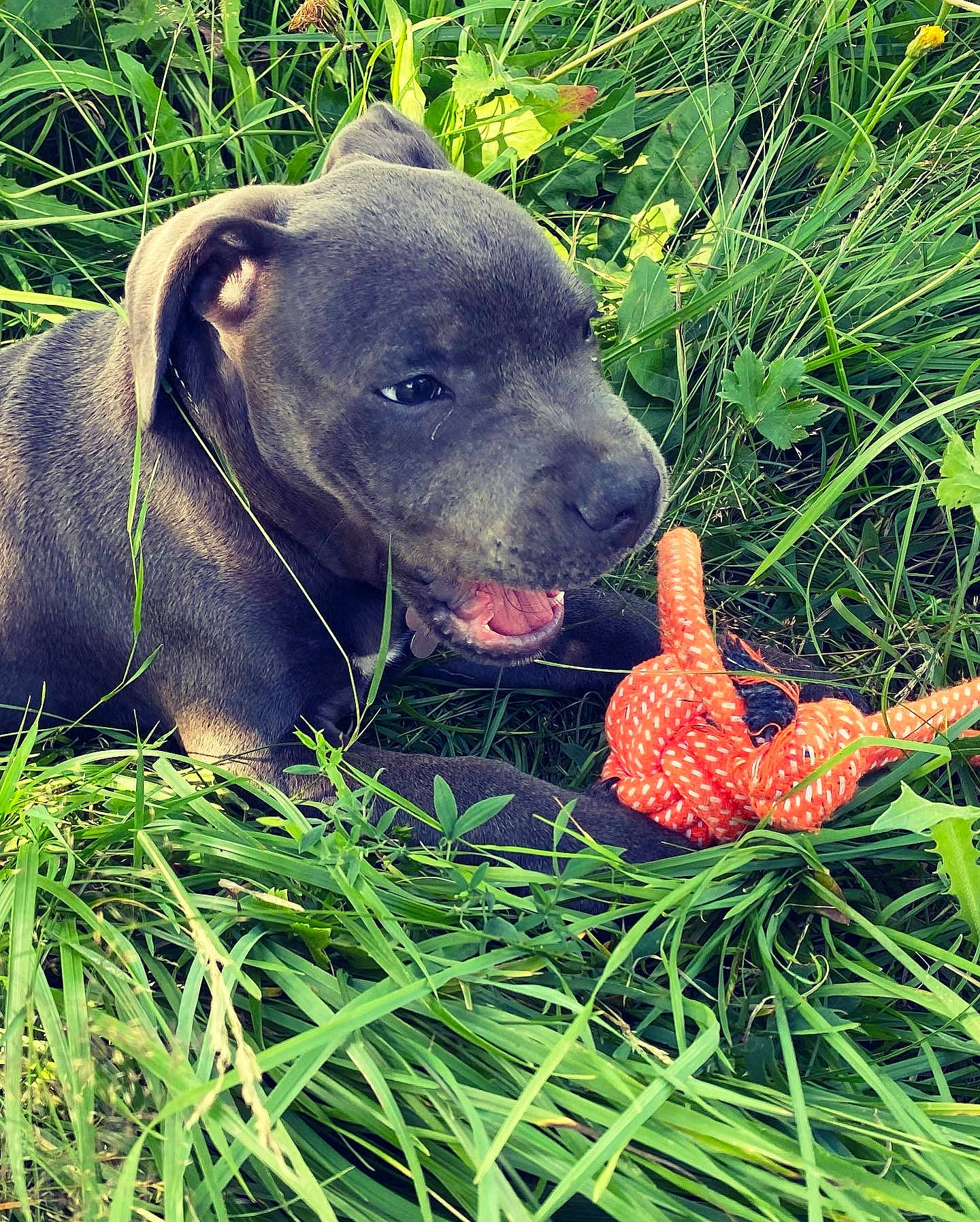 Twiky a rejoint le concours — aidez-le/la à gagner de superbes lots ! canidae, carnivore, companion_dog, dog, dog_breed, fawn, grass, grass_family, grassland, groundcover, gun_dog, liver, people_in_nature, plant, snout, sporting_group, tail, terrestrial_animal, whiskers, working_animal