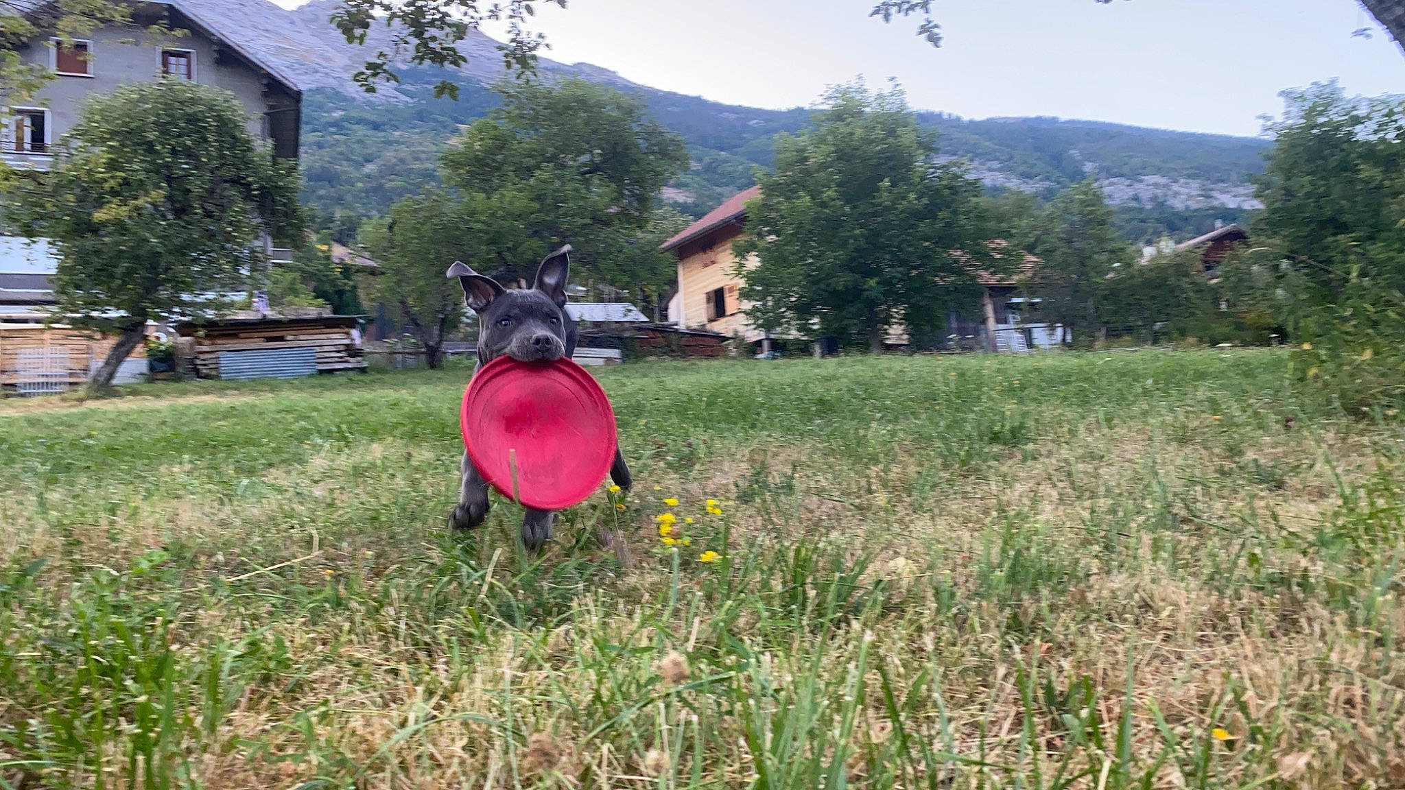 Twiky participe au concours pour gagner de l'argent avec cette photo : agriculture, biome, building, fawn, flower, grass, grassland, house, land_lot, landscape, lawn_ornament, mammal, mountain, natural_landscape, nature, plant, rural_area, sky, tree, window