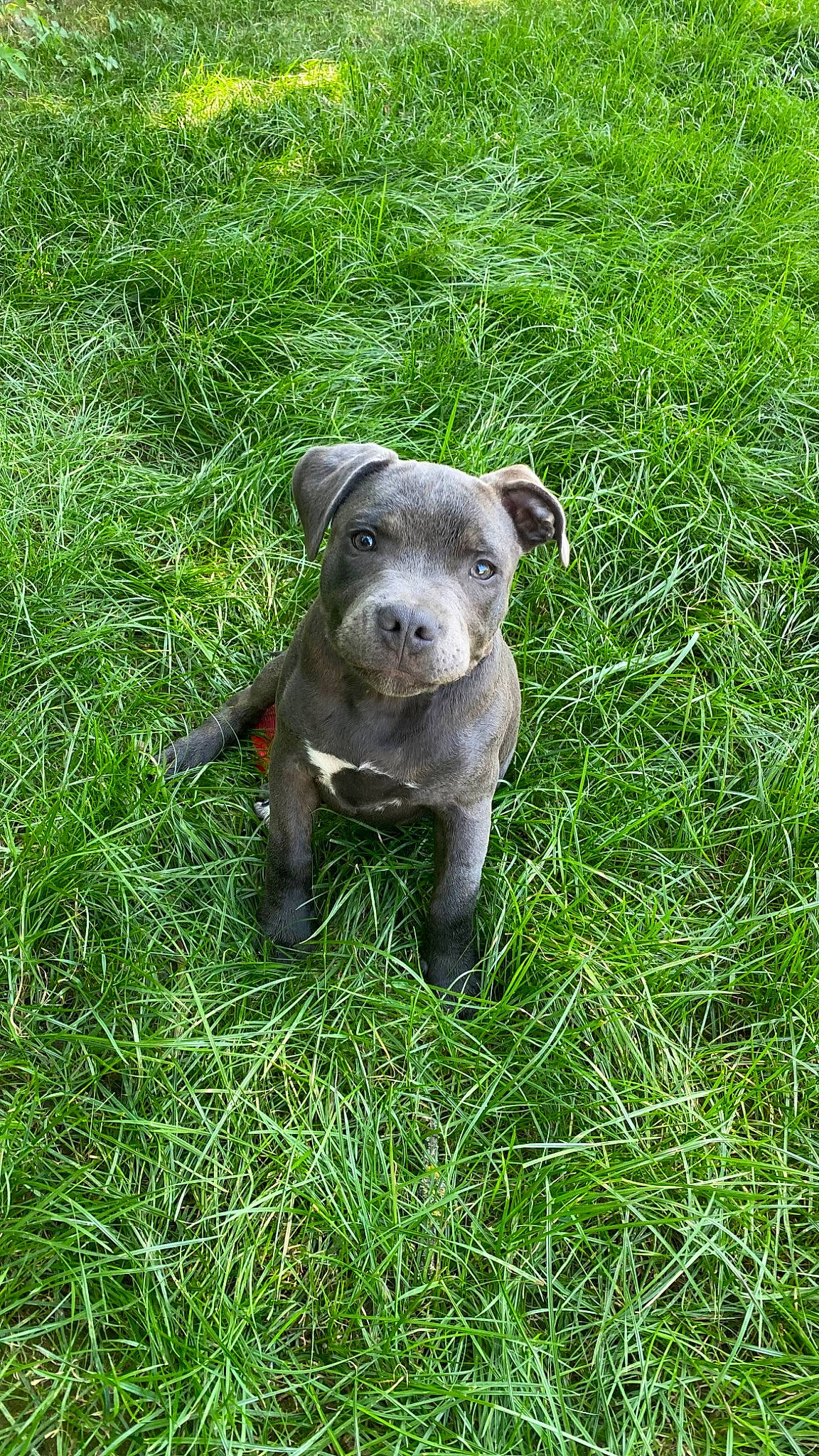 Twiky participe au concours pour gagner de l'argent avec cette photo : art, carnivore, dog_breed, fawn, grass, grassland, groundcover, lawn_ornament, meadow, natural_landscape, pasture, plant, sculpture, snout, sporting_group, statue, terrestrial_animal, terrestrial_plant, toy, working_animal