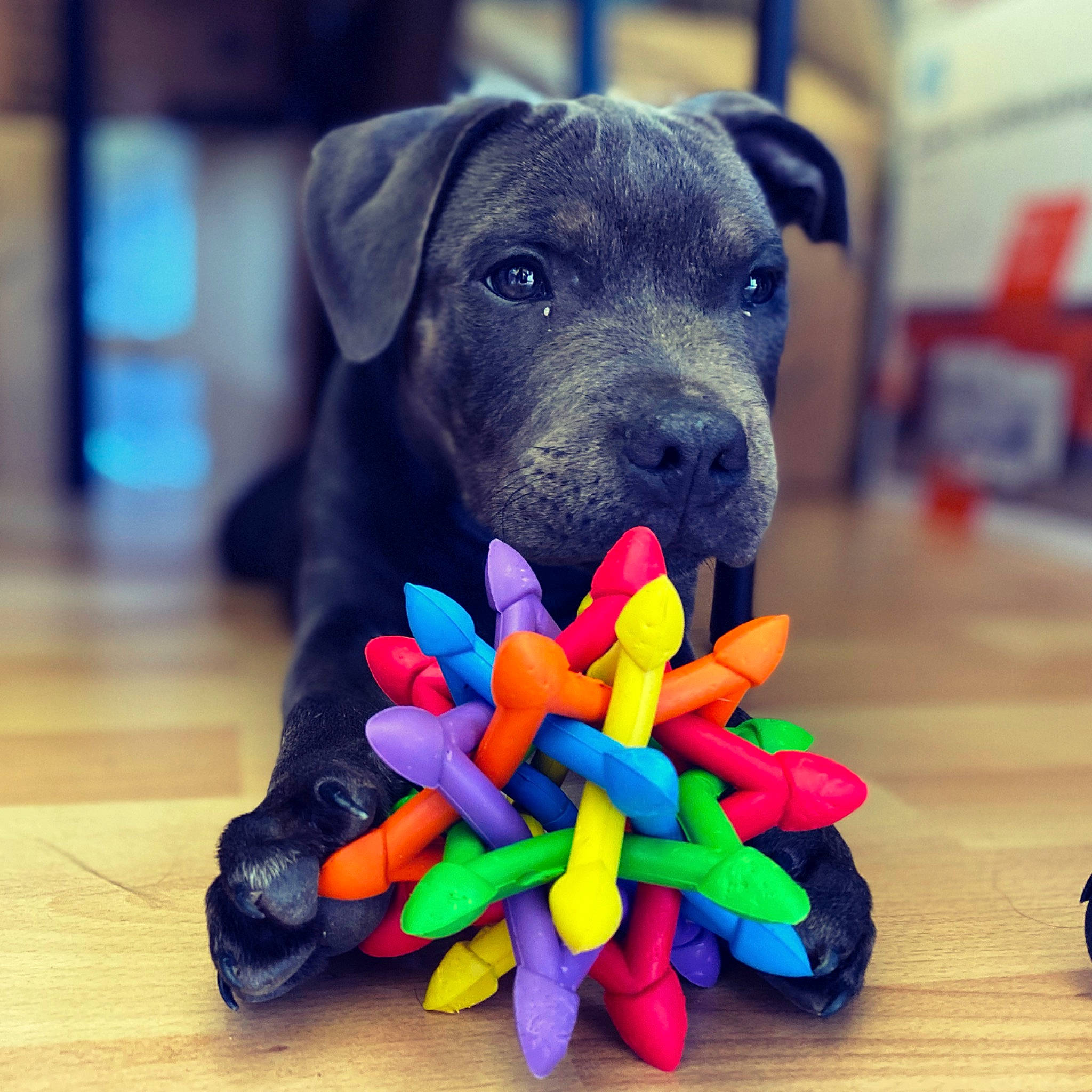 Twiky participe au concours pour gagner de l'argent avec cette photo : ball, canidae, carnivore, companion_dog, dog, dog_breed, dog_collar, dog_supply, dog_toy, electric_blue, fashion_accessory, gadget, paw, pet_supply, plant, plastic, play_doh, sweetness, toy, working_animal