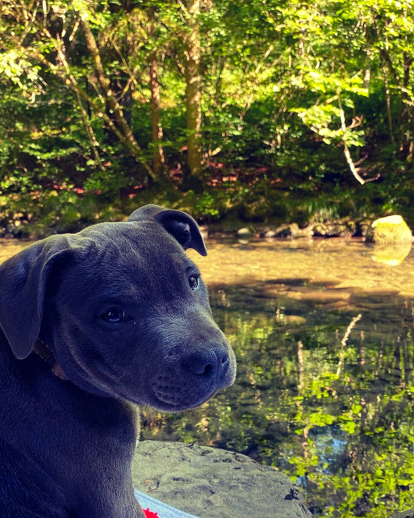 Twiky participe au concours pour gagner de l'argent avec cette photo : canidae, carnivore, companion_dog, dog, dog_breed, electric_blue, fawn, forest, garden, grass, landscape, natural_landscape, plant, shadow, sporting_group, sunlight, tree, wood, woodland, working_animal
