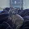 Boy joined the competition — help win amazing prizes! animal, blanket, cat, cozy, curious, cute, domestic_animal, ears, feline, fur, furniture, gray_cat, indoor, living_room, pet, relaxing, resting, soft_texture, television, whiskers
