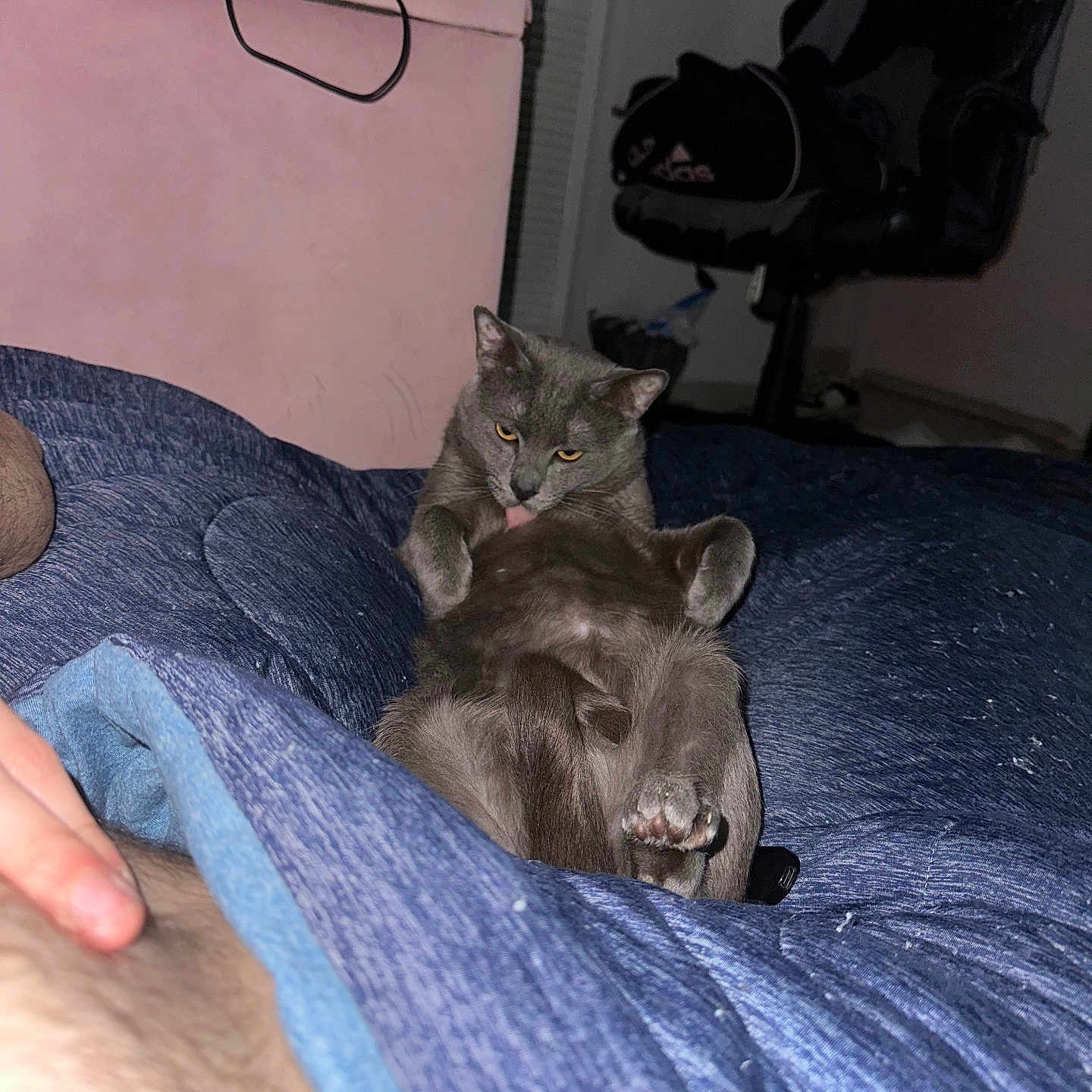 Boy joined the competition — help win amazing prizes! animal, bed, blanket, blue_blanket, cat, chair, clothing, cute, fur, furniture, gray_cat, headboard, indoor, licking, office_chair, paw, pet, relaxing, resting, tongue