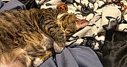 Jynx joined the competition — help win amazing prizes! animal, bed, black, blanket, cat, comfort, cozy, cute, domestic_animal, feline, fur, halloween, indoor, orange, paw, relaxation, resting, sleeping, tabby, white