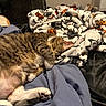 animal, bed, black, blanket, cat, comfort, cozy, cute, domestic_animal, feline, fur, halloween, indoor, orange, paw, relaxation, resting, sleeping, tabby, white