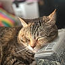 animal, blurred_background, bottle, cat, close_up, cozy, cute, domestic, face, fur, indoor, mammal, peaceful, pet, rainbow_colors, relaxation, resting, sleeping, tabby, whiskers