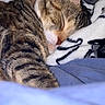 animal, blanket, cat, close_up, comfort, cozy, cute, domestic_cat, feline, fur, indoors, nap, pet, relaxation, resting, sleeping, soft, striped, tabby, whiskers