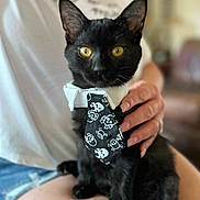 Niko joined the competition — help win amazing prizes! animal, black_cat, blurred_background, casual, cat, close_up, clothing, cute, domestic_cat, feline, hand, indoor, lap, person, pet, portrait, sitting, skull_pattern, tie, yellow_eyes