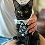animal, black_cat, blurred_background, casual, cat, close_up, clothing, cute, domestic_cat, feline, hand, indoor, lap, person, pet, portrait, sitting, skull_pattern, tie, yellow_eyes