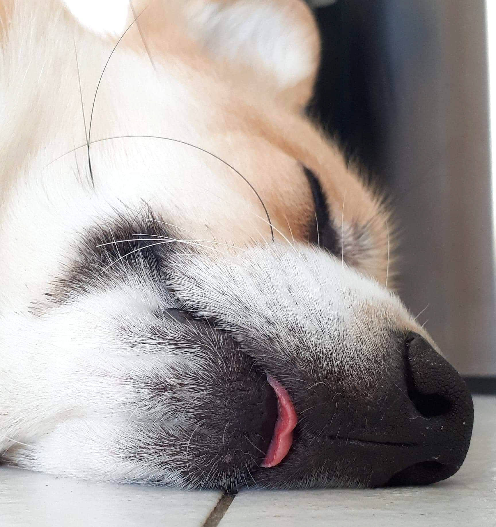 Pancake a rejoint le concours — aidez-le/la à gagner de superbes lots ! carnivore, cat, claw, close_up, comfort, companion_dog, dog_breed, ear, eyelash, fawn, felidae, foot, fur, nap, paw, small_to_medium_sized_cats, snout, sporting_group, tail, whiskers