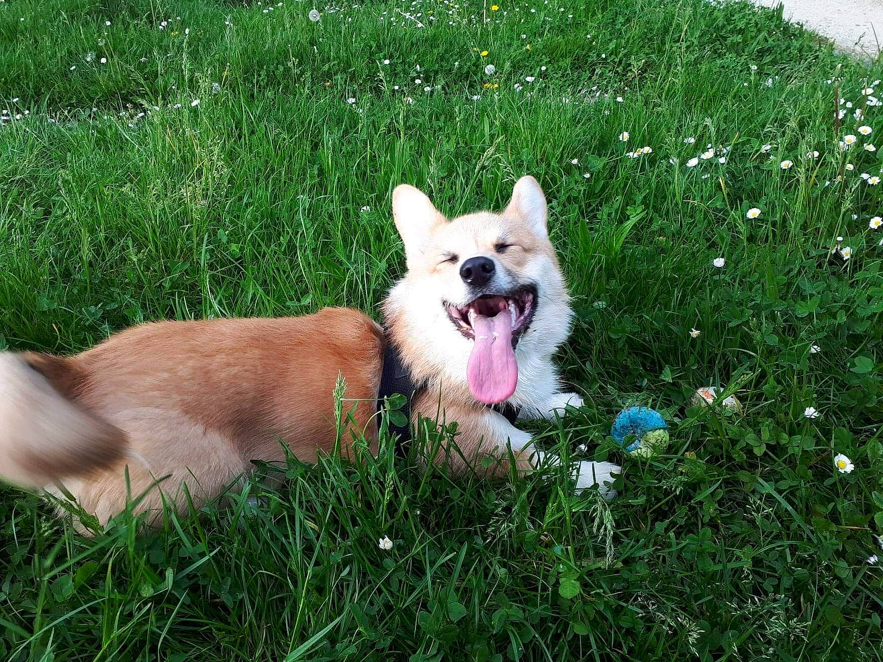 Pancake a rejoint le concours — aidez-le/la à gagner de superbes lots ! canidae, carnivore, chihuahua, collar, companion_dog, dog, dog_breed, fawn, flower, grass, groundcover, herbaceous_plant, plant, snout, sporting_group, tail, terrestrial_animal, toy_dog, whiskers, working_animal