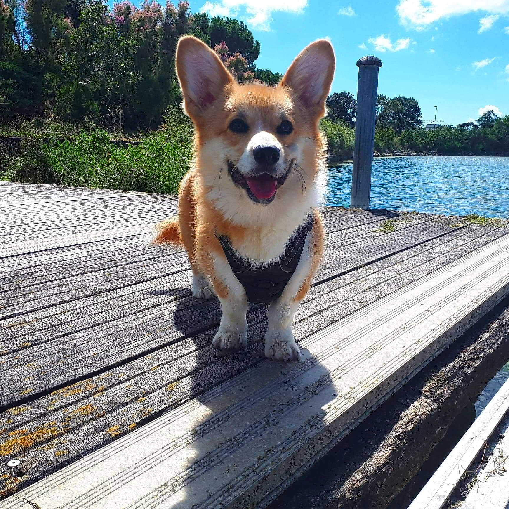Pancake participe au concours pour gagner de l'argent avec cette photo : canidae, carnivore, cloud, companion_dog, dog, dog_breed, fawn, hardwood, lake, leisure, plant, sky, snout, sporting_group, tail, tree, water, whiskers, wildlife, wood