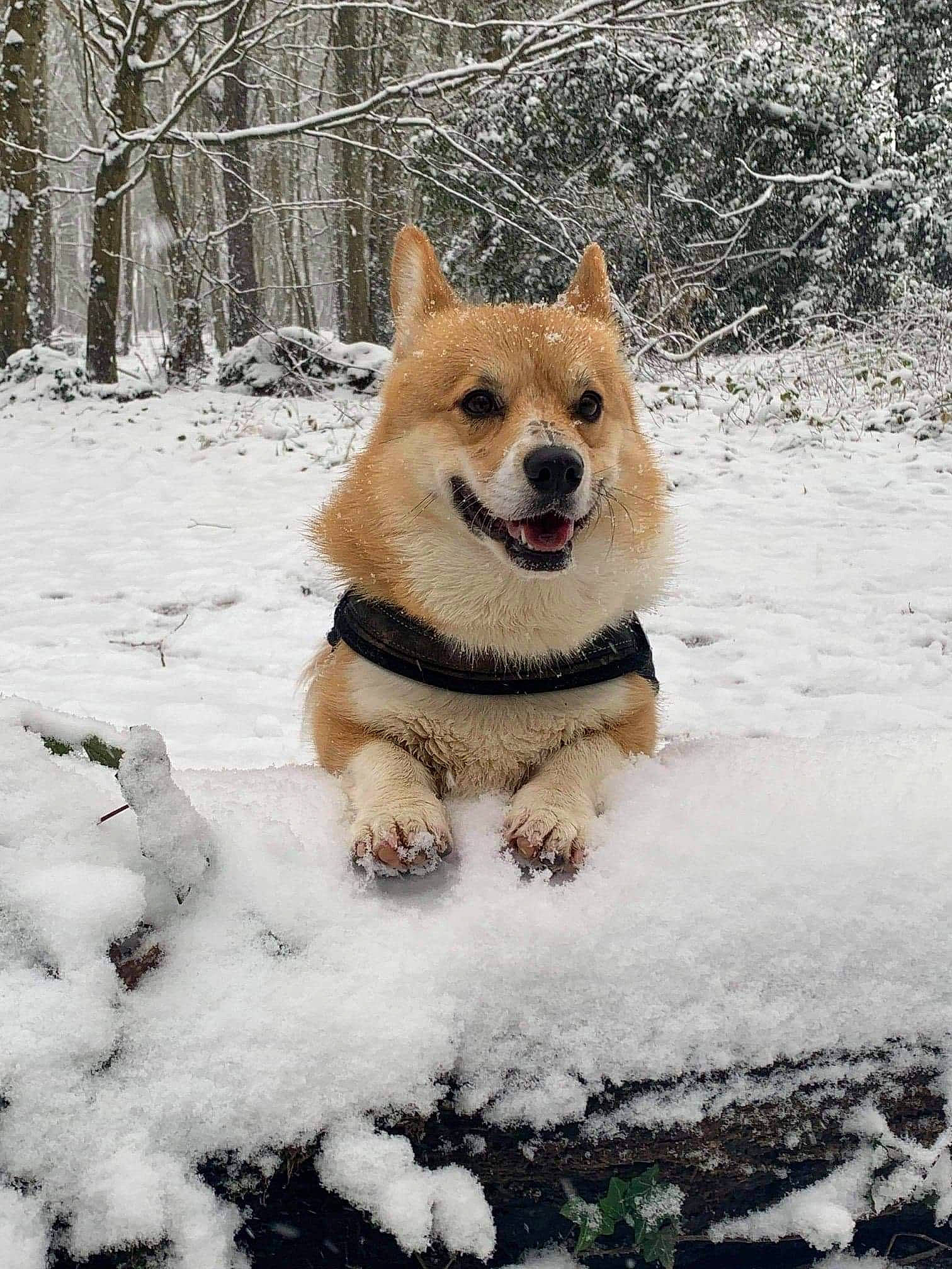 Pancake participe au concours pour gagner de l'argent avec cette photo : canidae, carnivore, collar, companion_dog, dog, dog_breed, fawn, freezing, fur, plant, playing_in_the_snow, precipitation, snout, snow, spitz, sporting_group, tail, tree, wildlife, winter