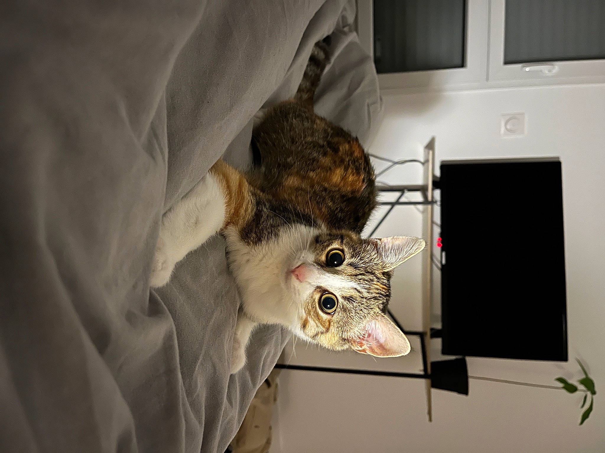 Myra participe au concours pour gagner de l'argent avec cette photo : carnivore, cat, claw, comfort, domestic_short_haired_cat, felidae, fur, linens, room, service, small_to_medium_sized_cats, tail, whiskers